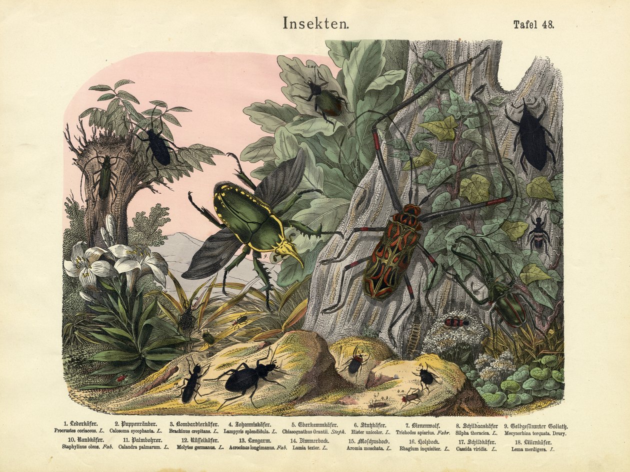 Insectos, c.1860 de German School