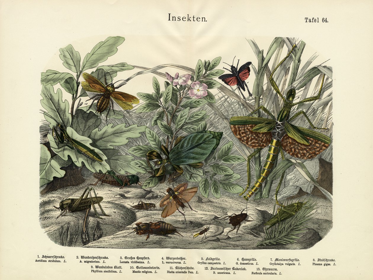 Insectos, c.1860 de German School