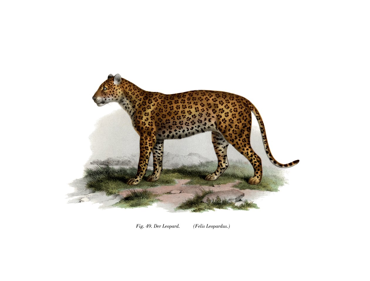 Leopardo de German School