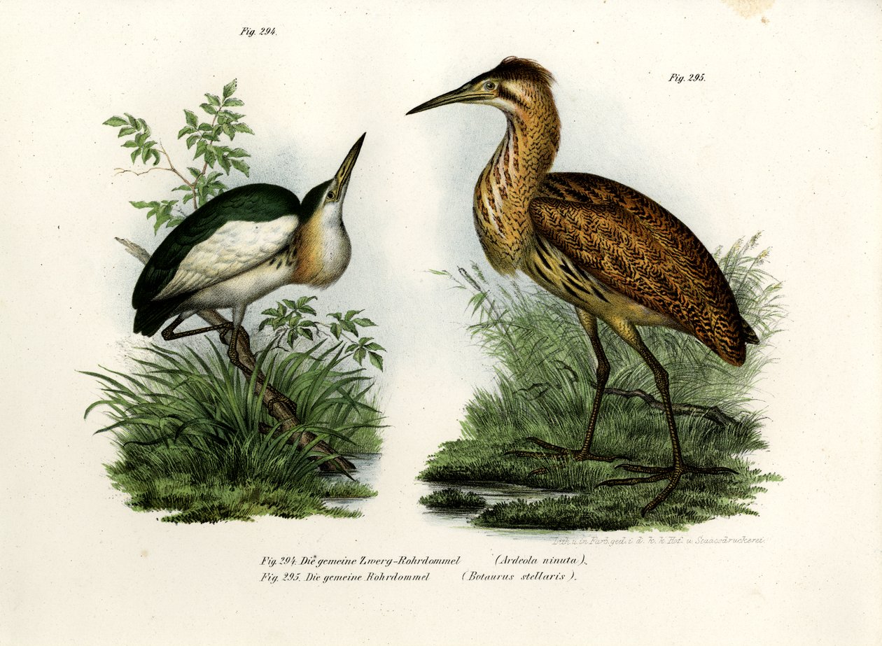 Avetorillo común, 1864 de German School