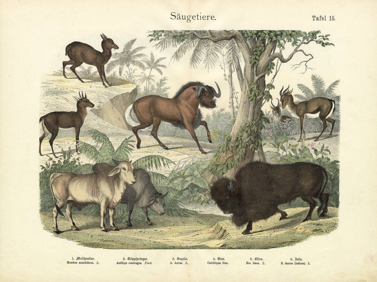 Mamíferos, c.1860 de German School