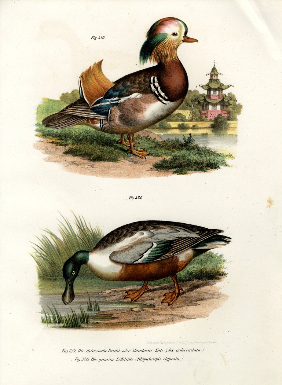 Pato mandarín, 1864 de German School