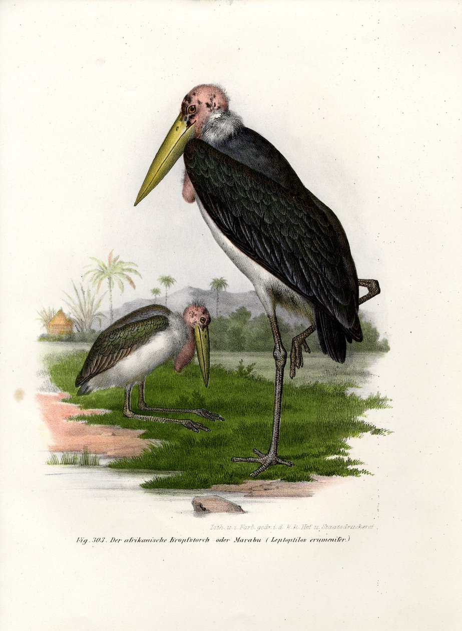 Marabú, 1864 de German School