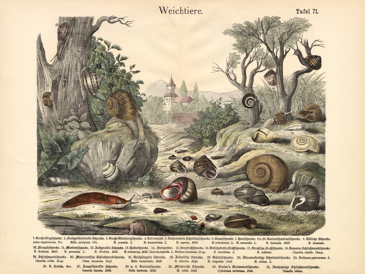 Moluscos, c.1860 de German School
