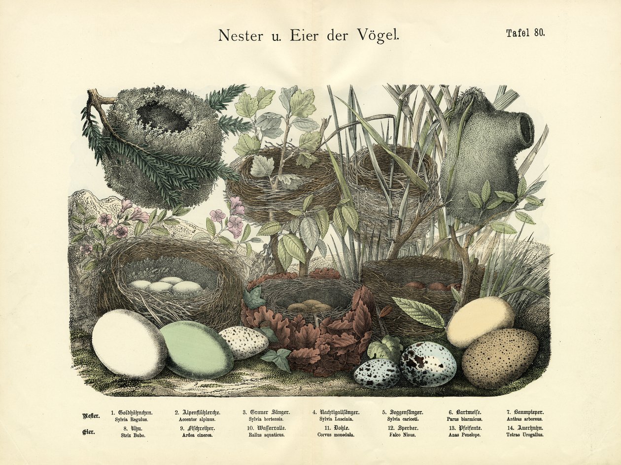 Nidos y Huevos, c.1860 de German School