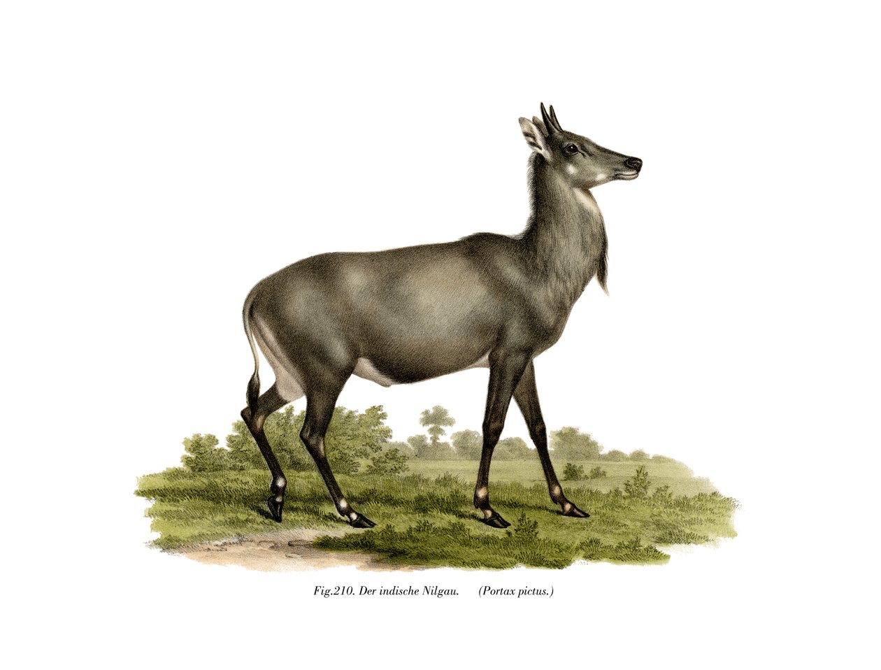 Nilgó de German School