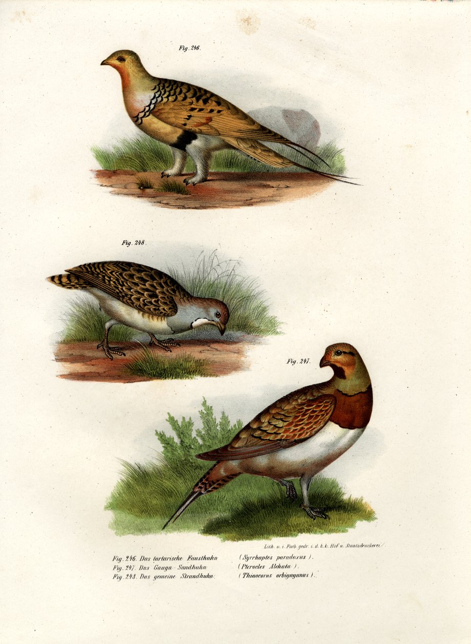 Ganga de Pallas, 1864 de German School