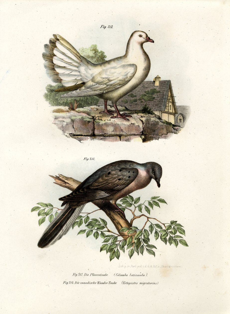 Paloma pavo real, 1864 de German School