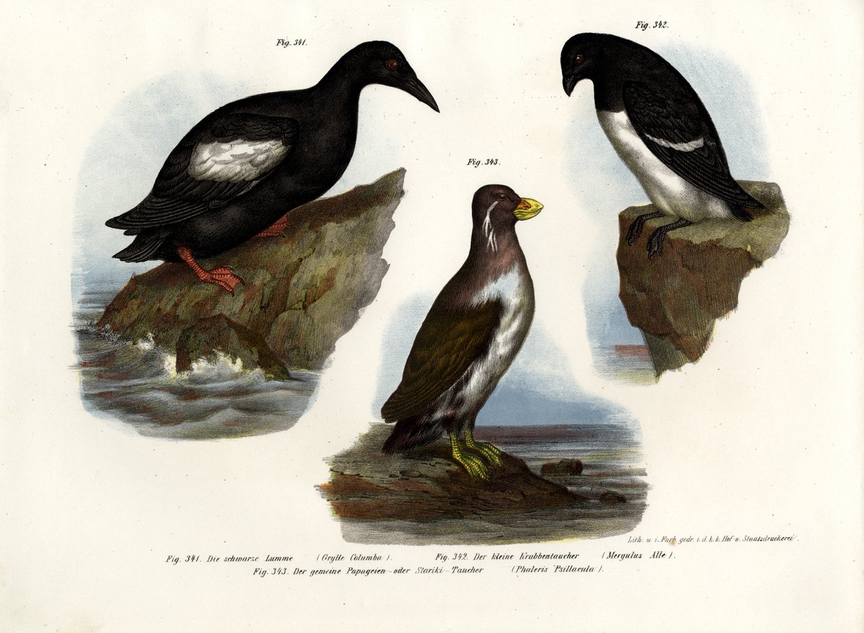 Arao paloma, 1864 de German School