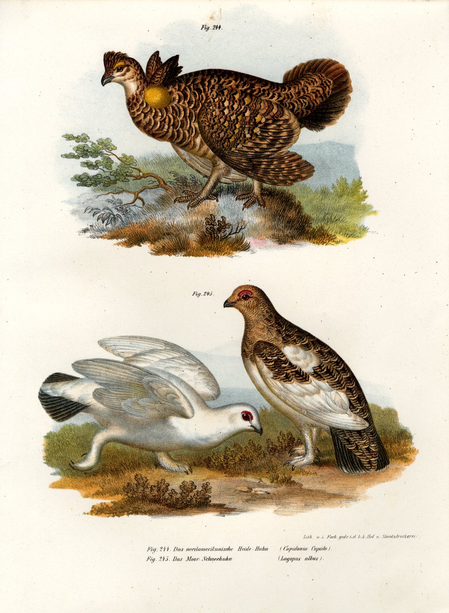 Gallo lira pinnado, 1864 de German School