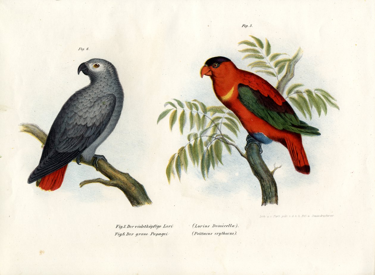 Lori de nuca púrpura, 1864 de German School