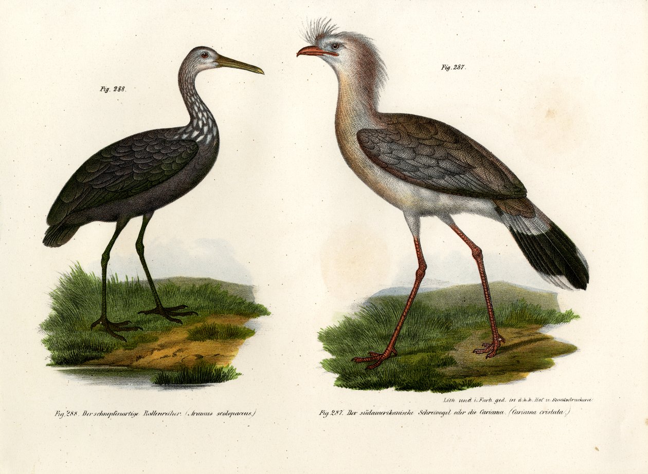 Seriema de patas rojas, 1864 de German School