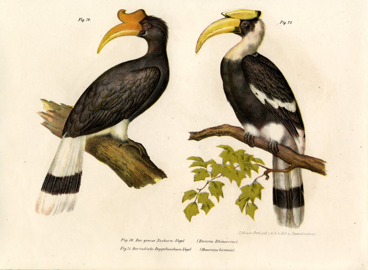 Cálao Rinoceronte, 1864 | German School