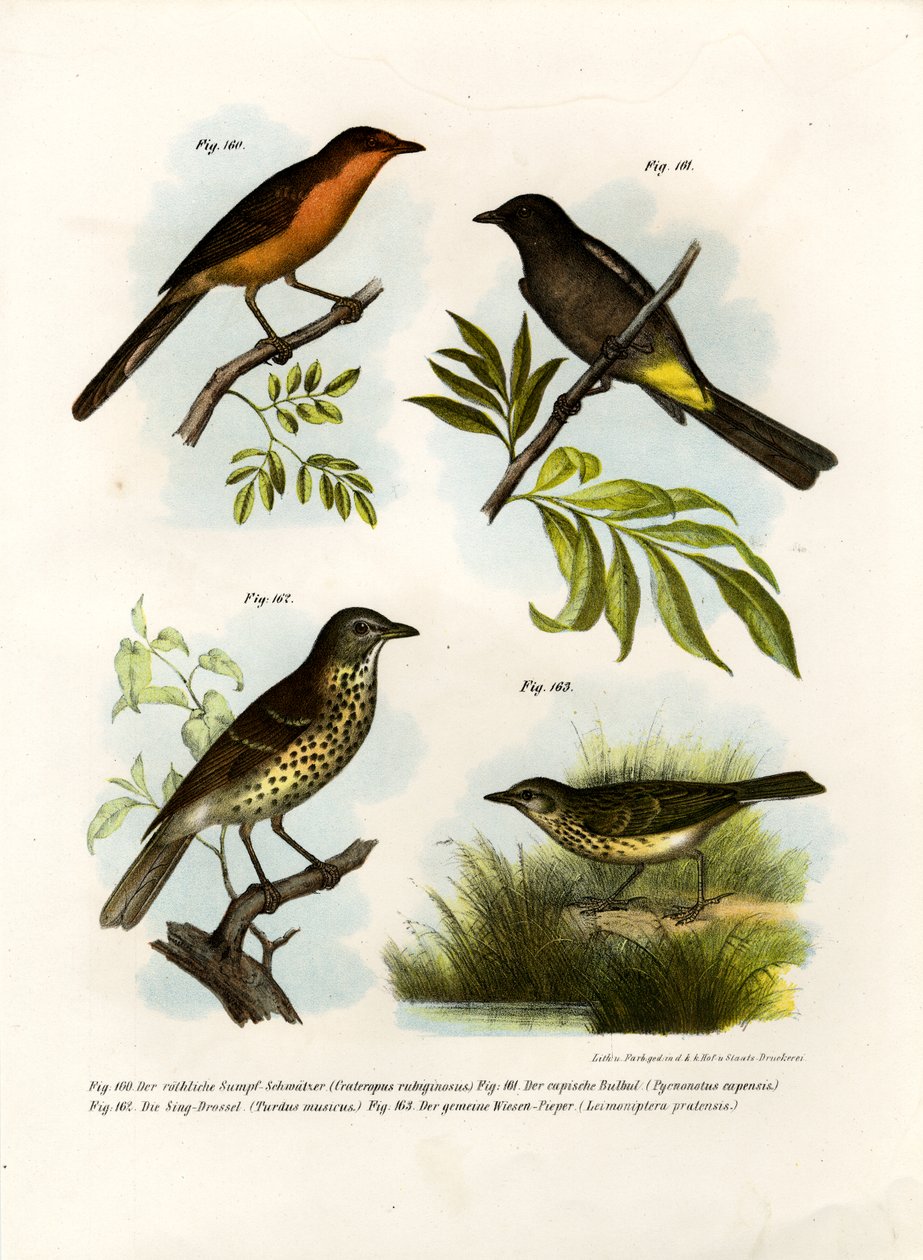 Babbler de pecho rufo, 1864 de German School