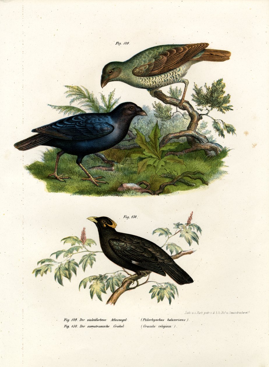 Ave de Bower Satinado, 1864 de German School
