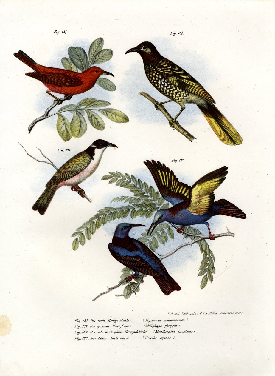 Myzomela escarlata, 1864 de German School