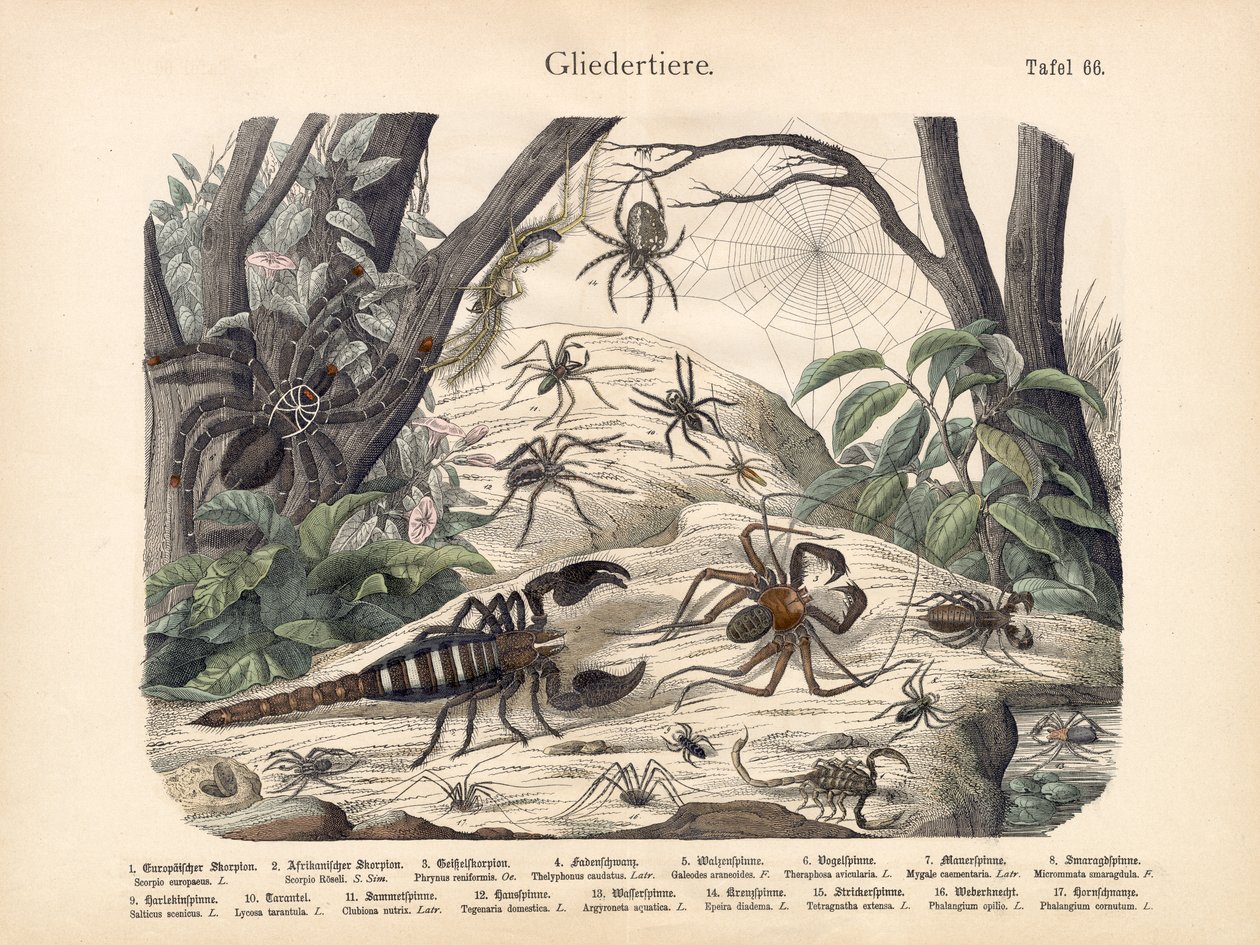 Escorpiones y Arañas, c.1860 de German School