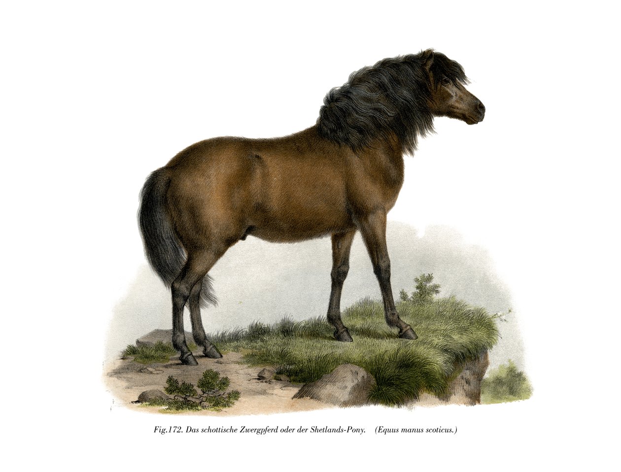 Poni Shetland, 1860 de German School