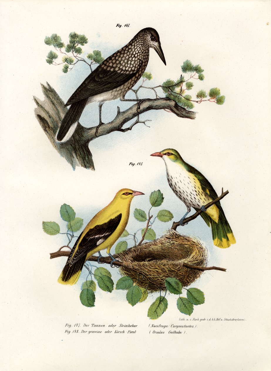 Cascanueces Moteado, 1864 de German School