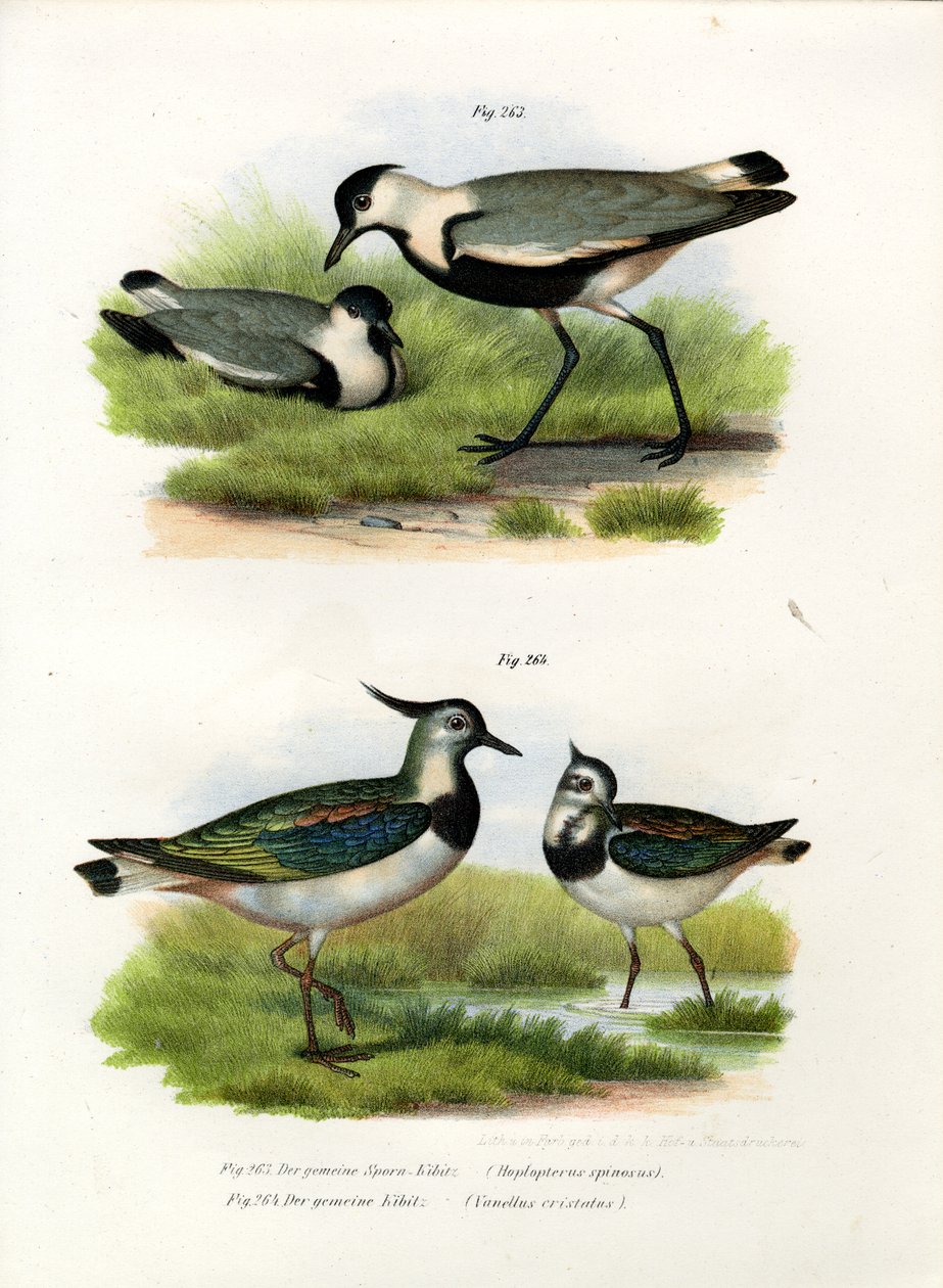 Avefría espinosa, 1864 de German School