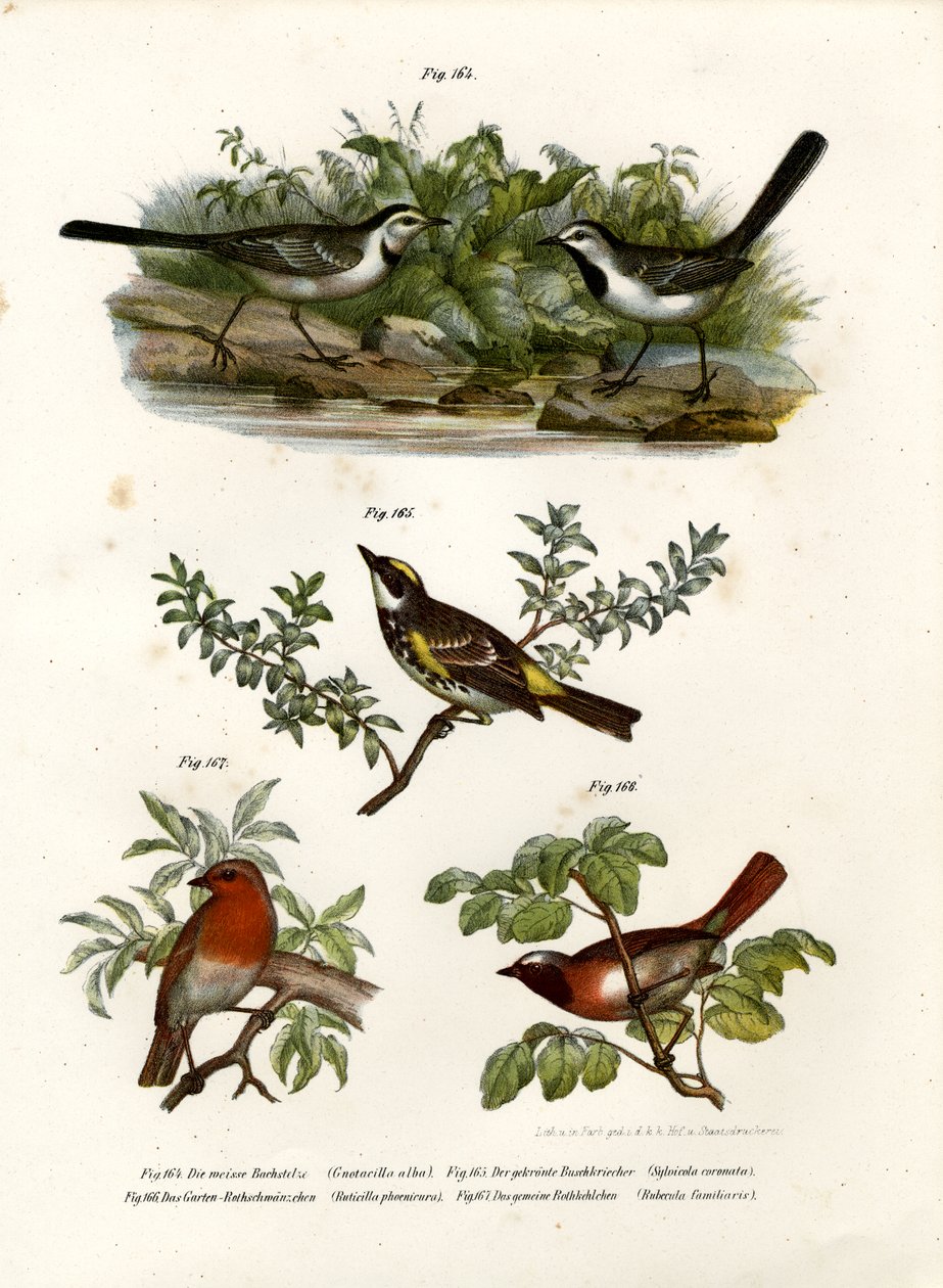 Lavandera Blanca, 1864 de German School