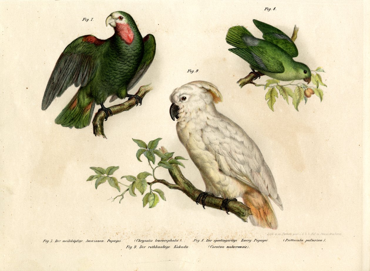 Loro de cabeza blanca, 1864 de German School