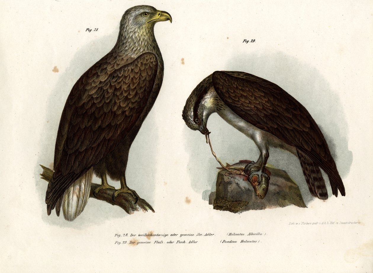 Águila de Cola Blanca de German School