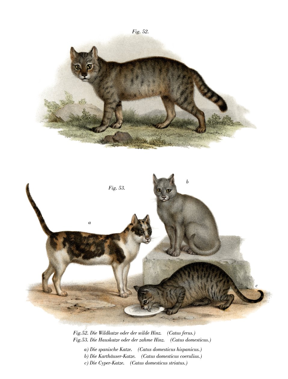 Gato montés de German School
