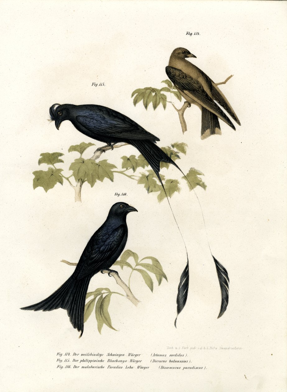 Golondrina de Bosque, 1864 de German School