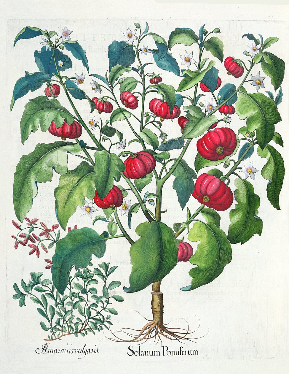 1.Solanum Pomiferum; 2.Amaracus vulgaris, del Hortus Eystettensis por Basil Besler (1561-1629), pub. 1613 de German School