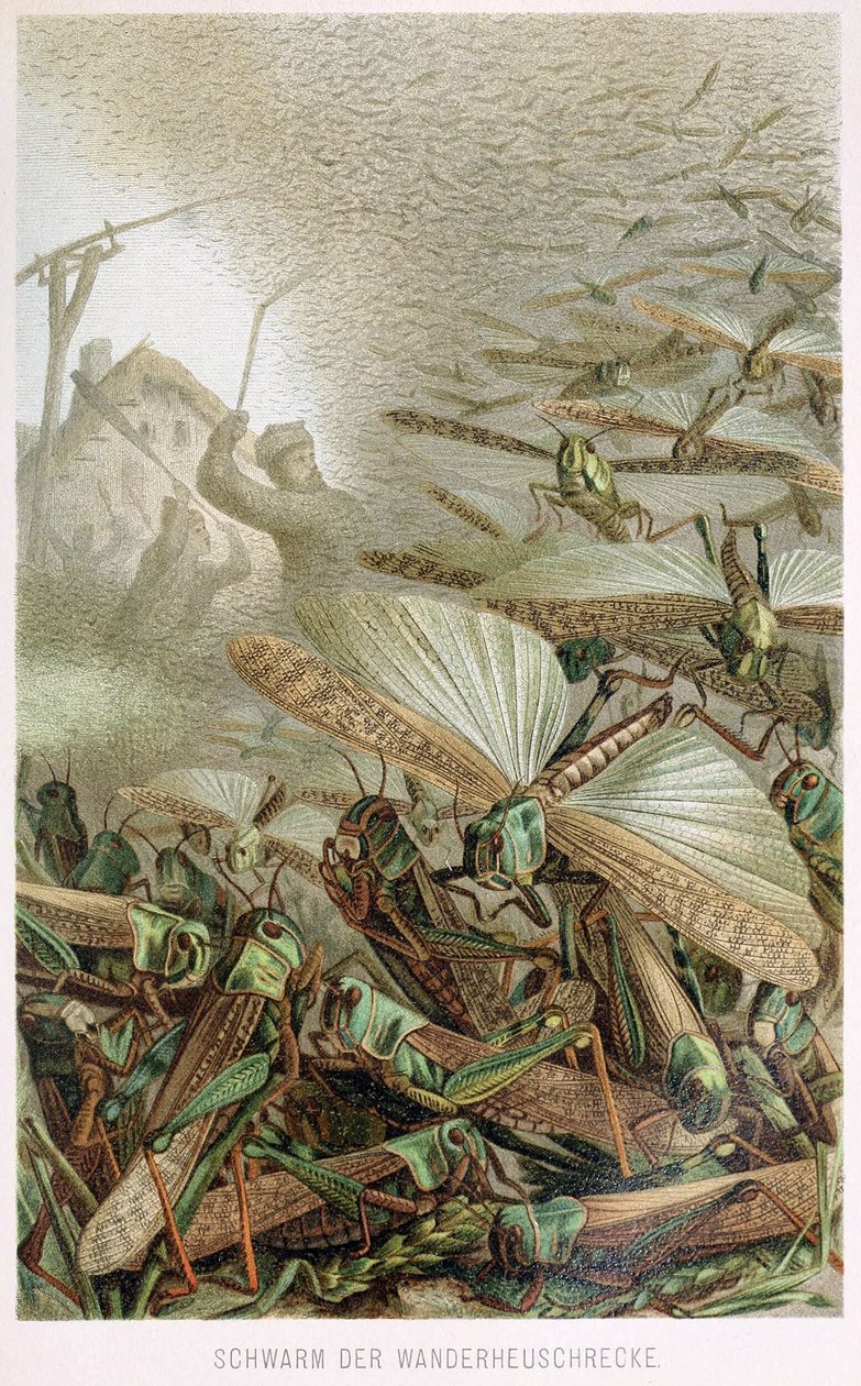 Una Plaga de Langostas, de Brehms Tierleben, pub. 1860s de German School