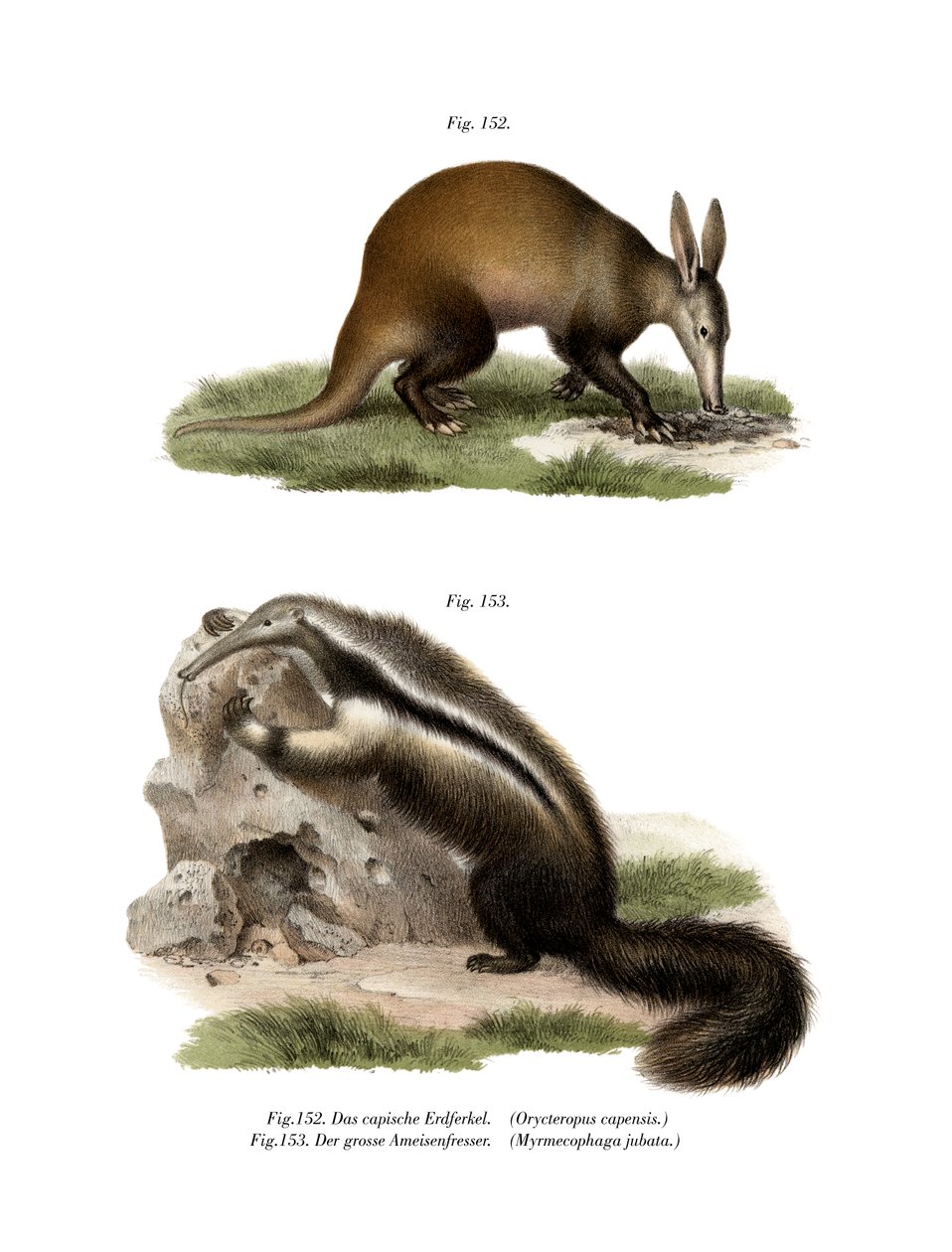 Oso Hormiguero, 1860 de German School
