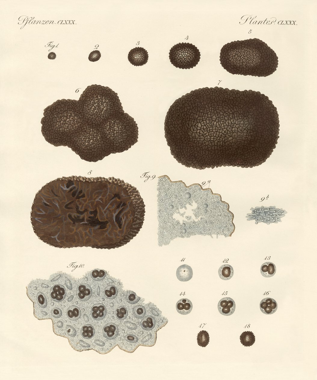Sobre la organización, tipo de reproducción y la construcción de trufas de German School