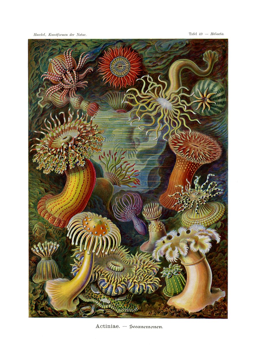 Actiniae o Actiniaria, 1899-1904 de German School