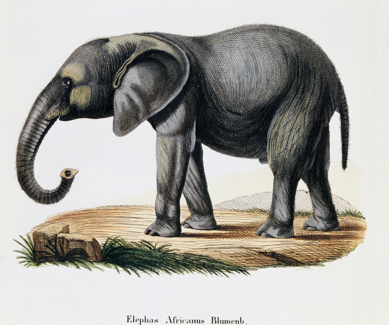 Elefante africano (Elephas africanus), de Mamíferos ilustrados de la naturaleza con descripciones, por Johann Christian Daniel von Schreber (1739-1810), grabado por IC Bock después del dibujo de A Fleischmann, Alemania de German School