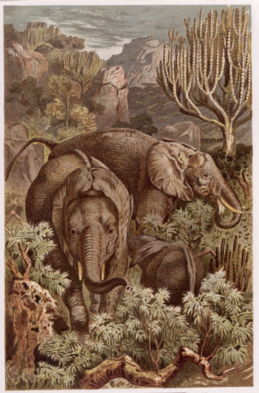 Elefante africano, lámina de Brehms Tierleben: Allgemeine Kunde des Tierreichs, vol 3, p. 9, publicado por Bibliographisches Institut, 1891 de German School