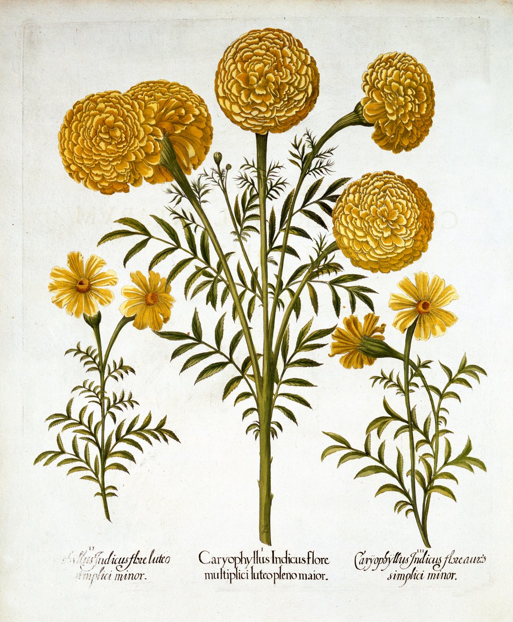 Caléndula africana y caléndulas francesas, de Hortus Eystettensis, por Basil Besler, pub. 1613 de German School
