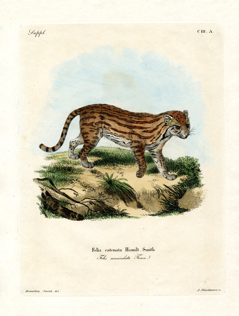 Gato salvaje africano de German School