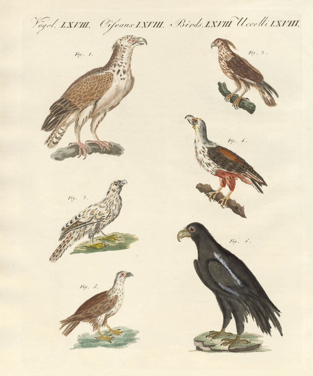 Aves africanas de German School