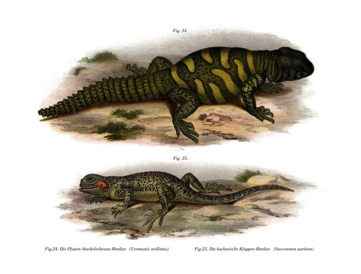 Agama de German School