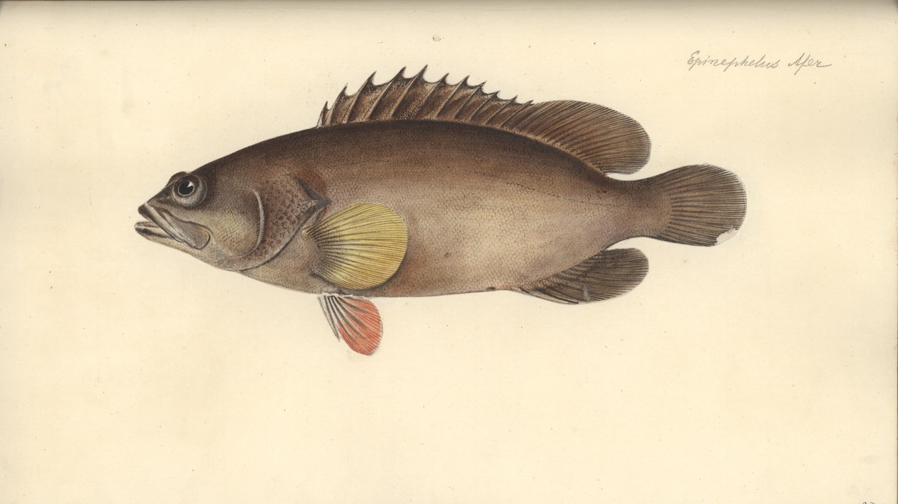 Alphestes afer, antes de 1793 de German School