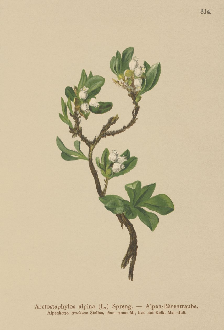 Gayuba alpina (Arctostaphylos alpina, Arctostaphylos alpinus) de German School