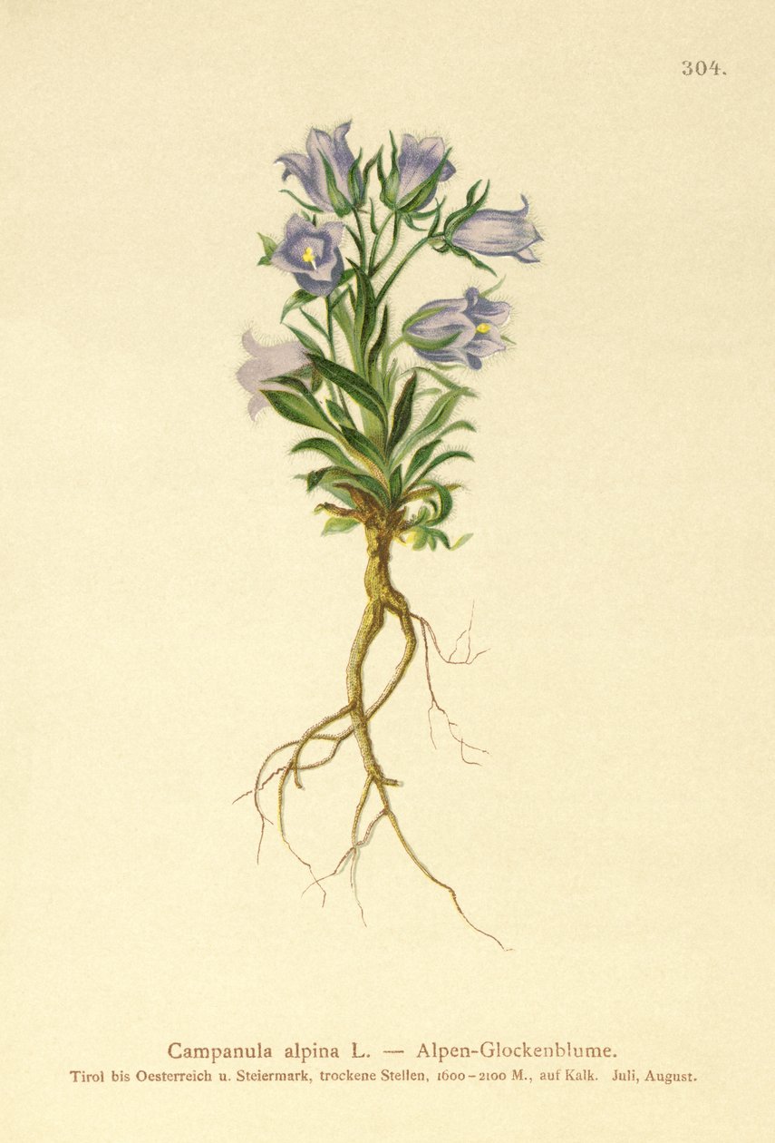 Campanilla alpina (Campanula alpina) de German School