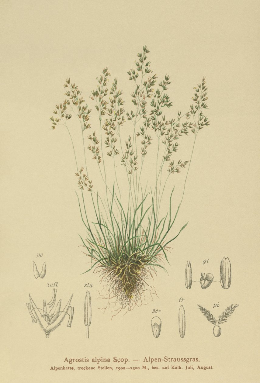 Bentgrass Alpino (Agrostis alpina, Aira flavescens) de German School