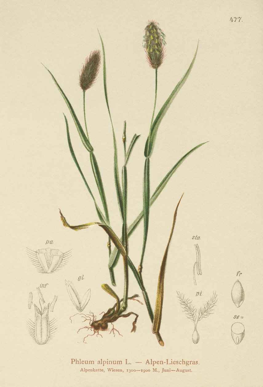Cola de Gato Alpina (Phleum alpinum) de German School