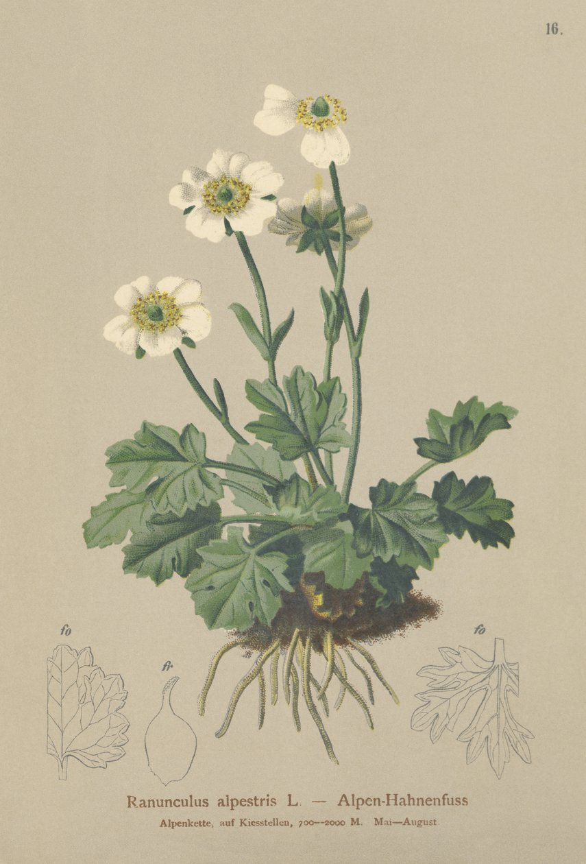 Ranúnculo alpino (Ranunculus alpestris) de German School