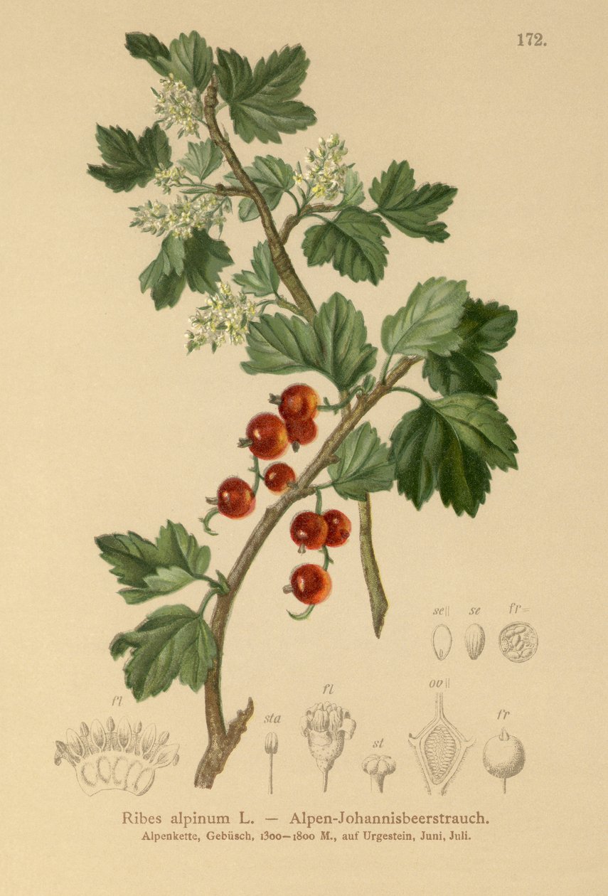 Grosellero alpino (Ribes alpinum) de German School