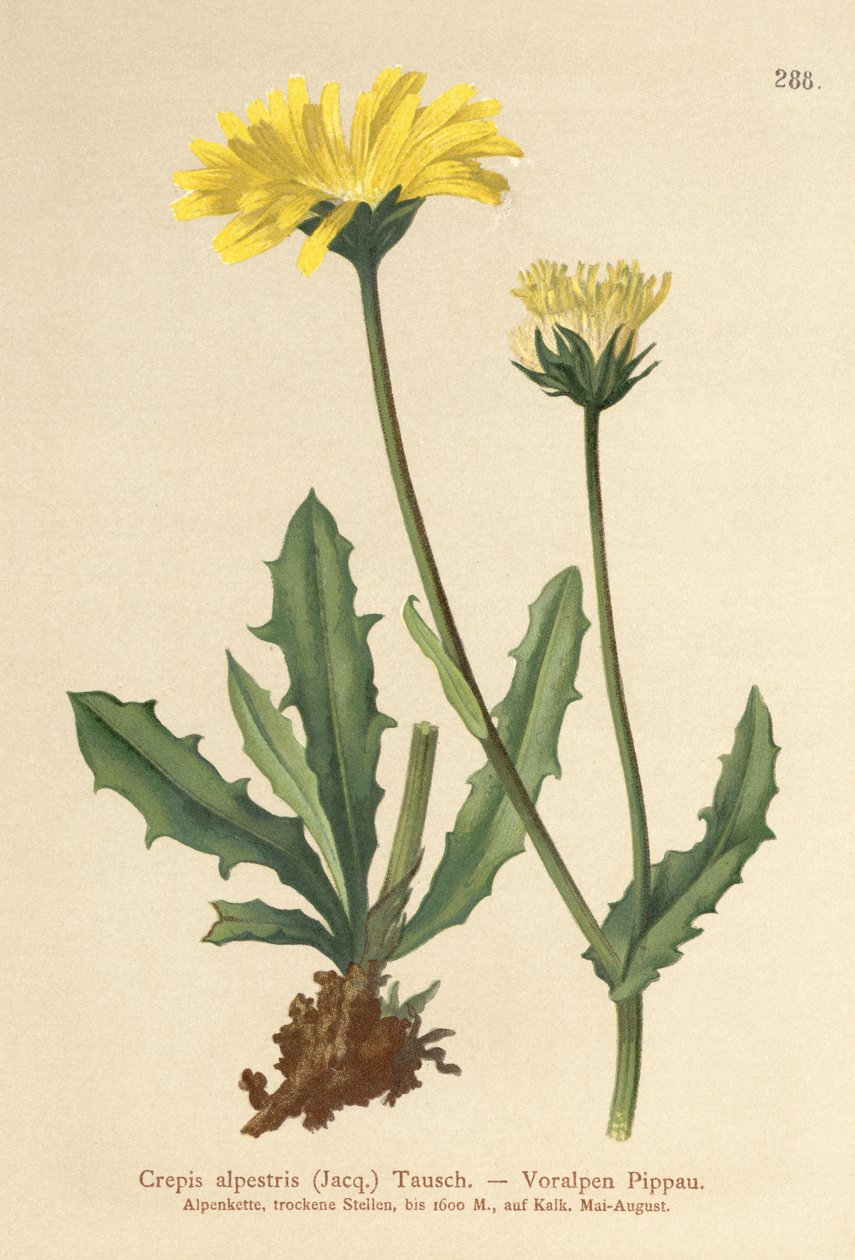 Crepis alpina (Crepis alpestris) de German School