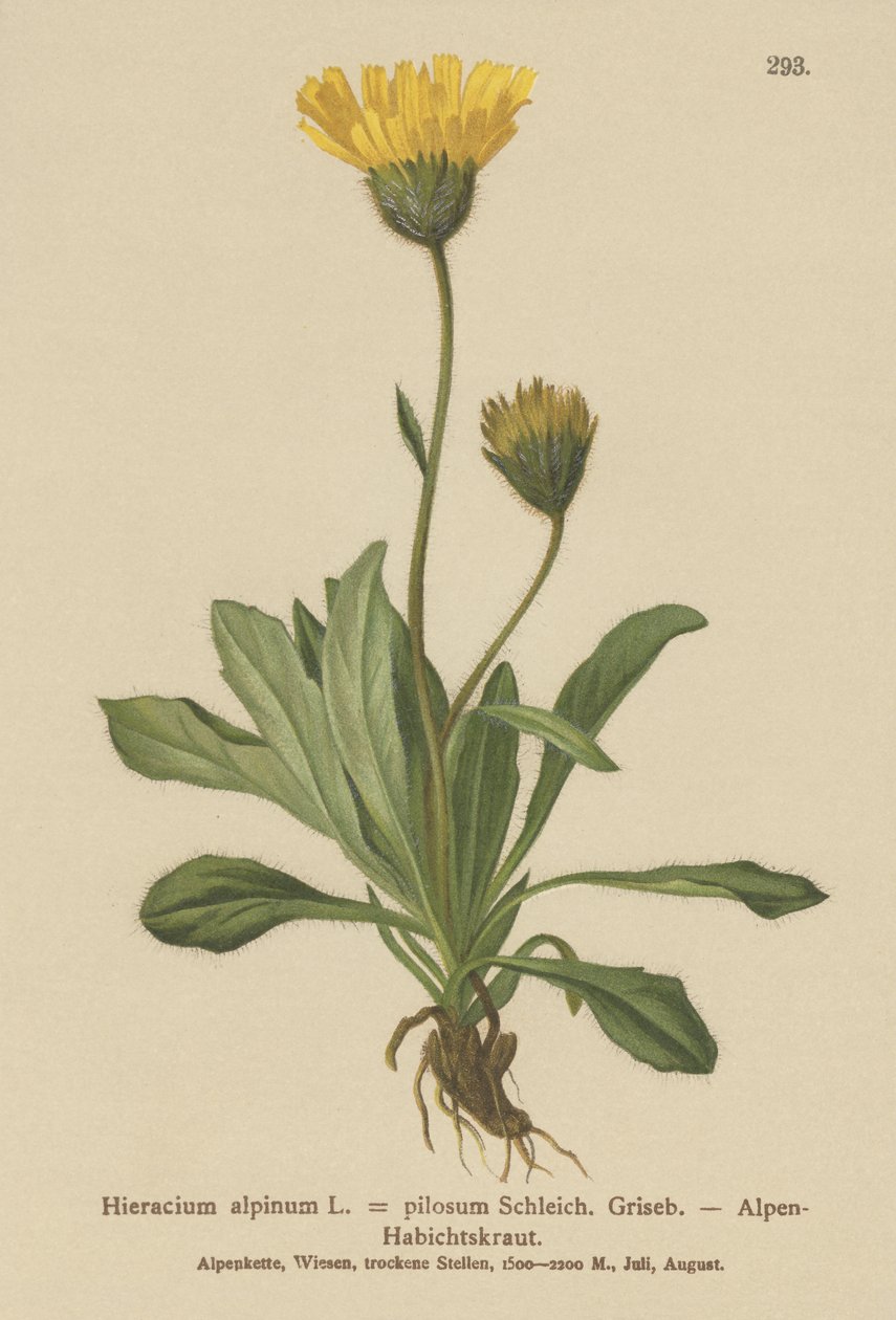 Hierba de halcón alpina (Hieracium alpinum, Hieracium alpenum, Hieracium pilosum) de German School