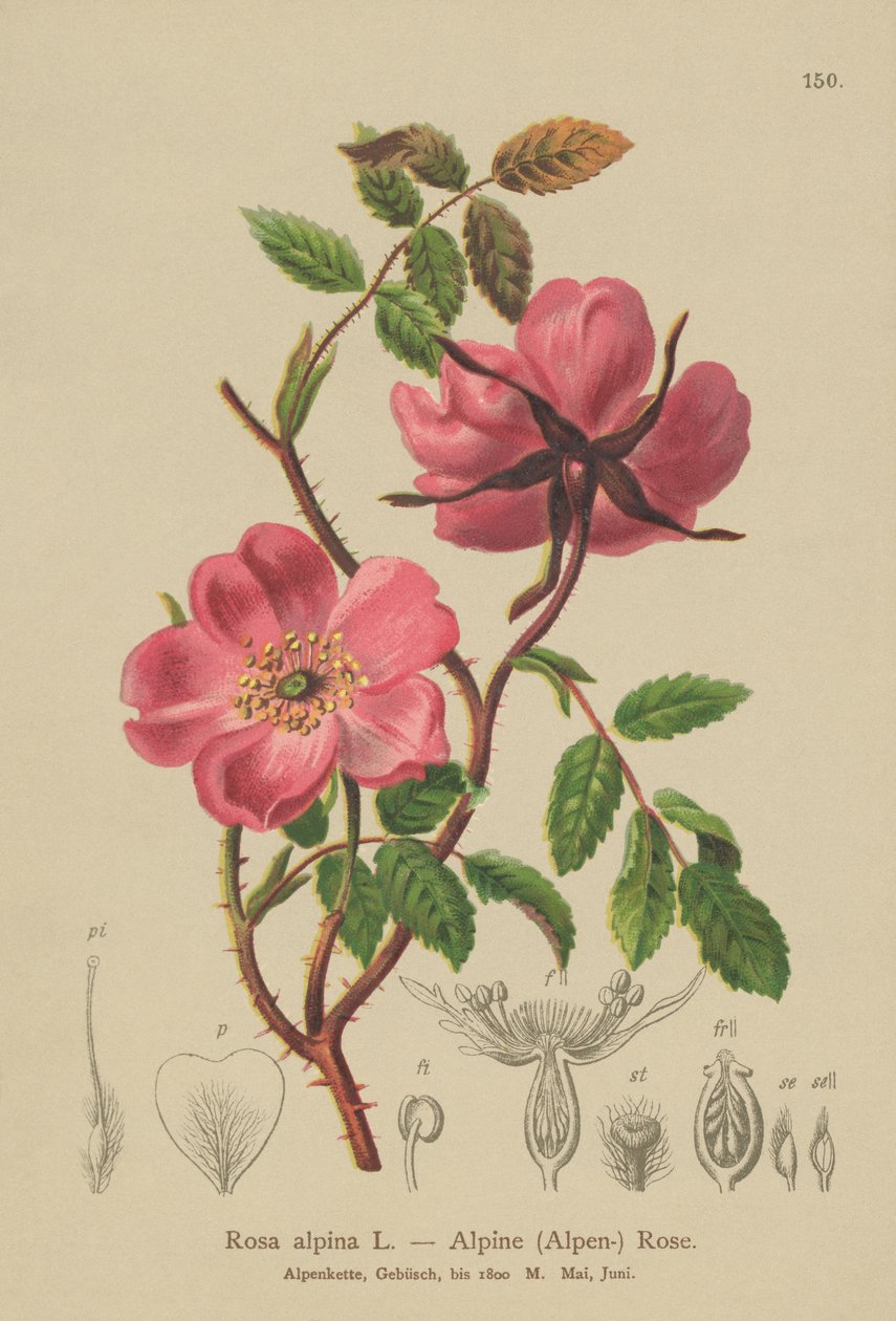 Rosa alpina (Rosa alpina, Rosa pendulina) de German School